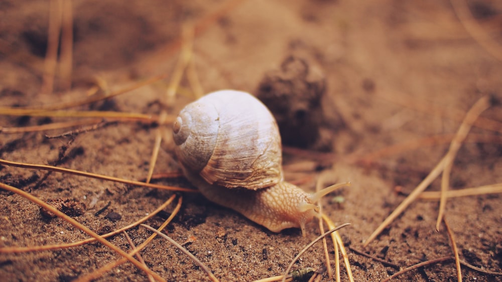 갈색 토양에 갈색 달팽이의 선택적 초점 사진