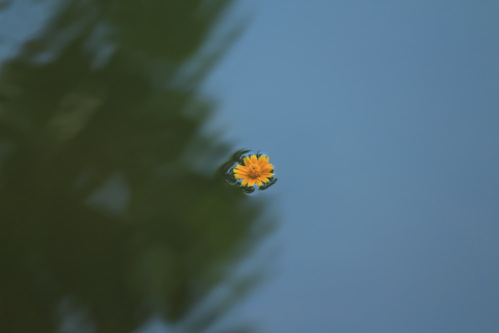 Foto de enfoque de flor de margarita amarilla en el cuerpo de agua