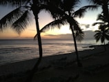 Sunset over a calm beach with gentle waves and palm trees.