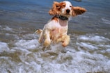 A joyful dog emerging from the water after a successful rescue exercise.