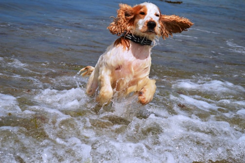 A joyful dog emerging from the water after a successful rescue exercise.