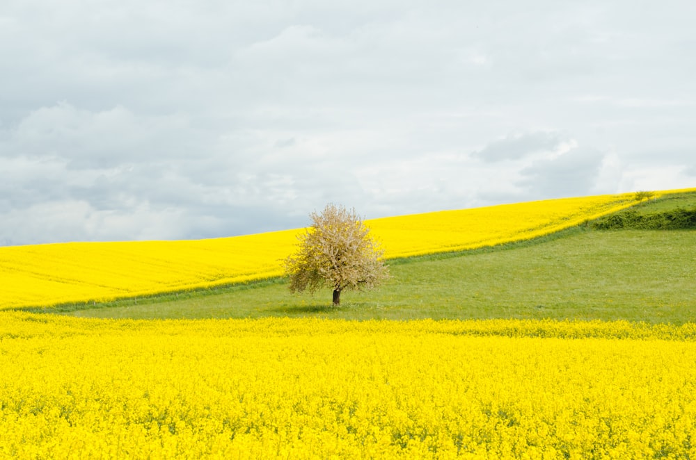 brown leafed tree near bed of yellow flowers