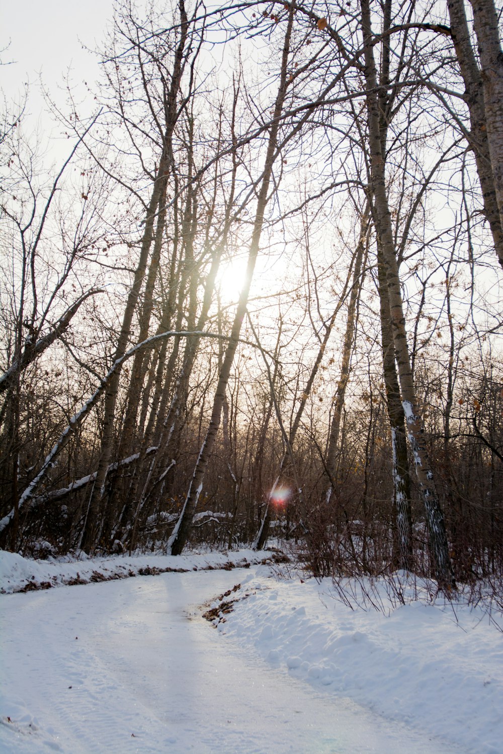 snow covered road under bare trees