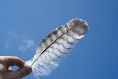 person holding a feather under blue sky