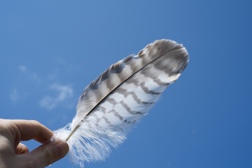 Persona sosteniendo una pluma bajo el cielo azul