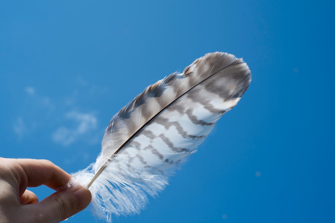 person holding a feather under blue sky