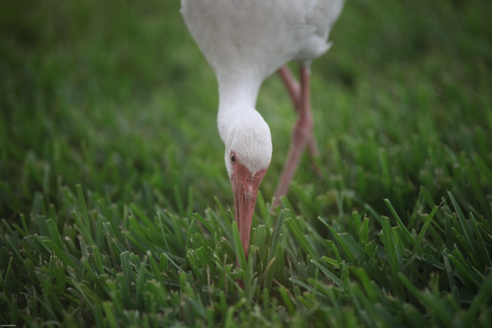 Photographie en gros plan d’un canard blanc perché sur l’herbe verte pendant la journée