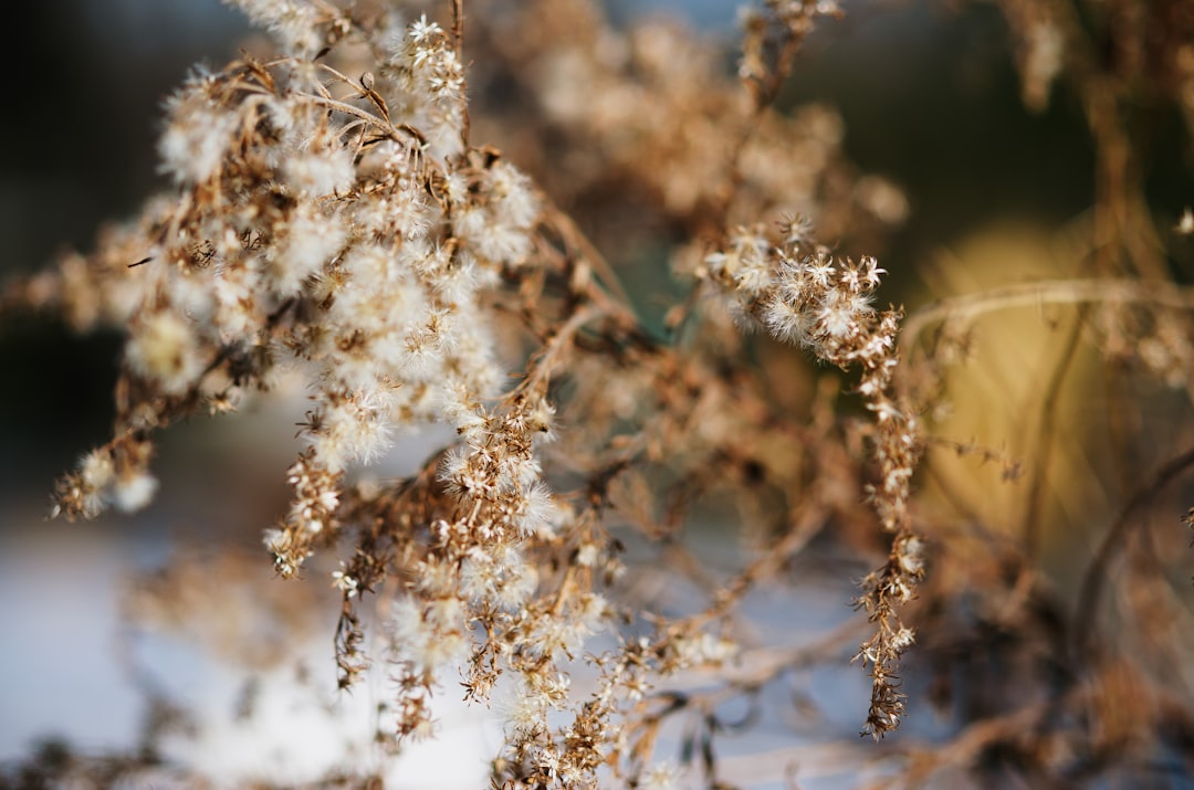close up photography of white cluster flowers