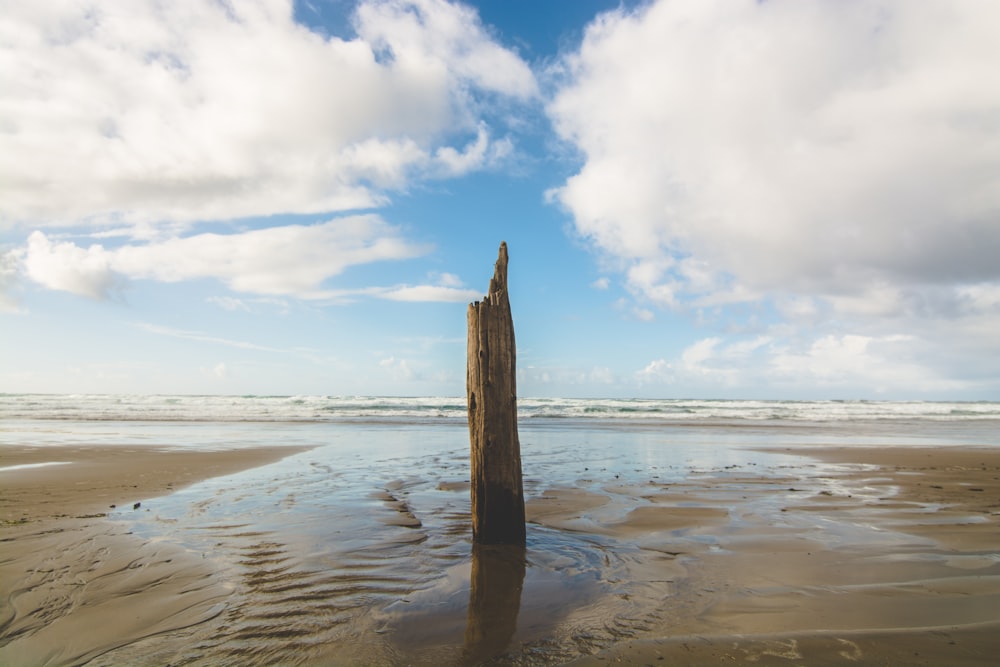 driftwood standing on body of water