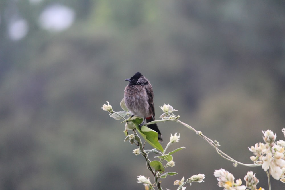 black beak bird on top of green leaves