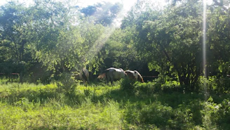 A sunlit barn with horses grazing nearby on the green pasture at Rancho Brío