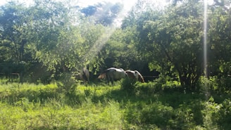 Sunlit pasture with rescued horses grazing peacefully near rustic ranch buildings.