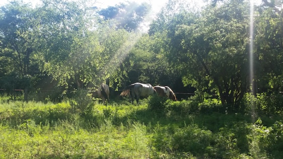 Sunlit meadow at the animal sanctuary with rescued animals peacefully grazing under a bright blue sky.