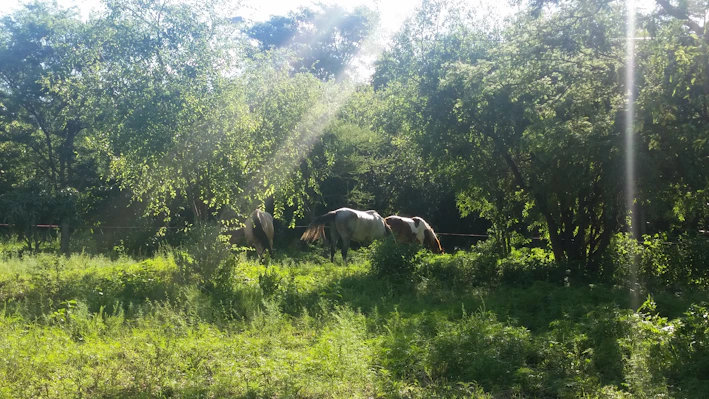 A sunlit barn with horses grazing nearby on the green pasture at Rancho Brío