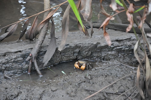 Local fishermen harvesting crabs from sustainable mangrove ecosystems.
