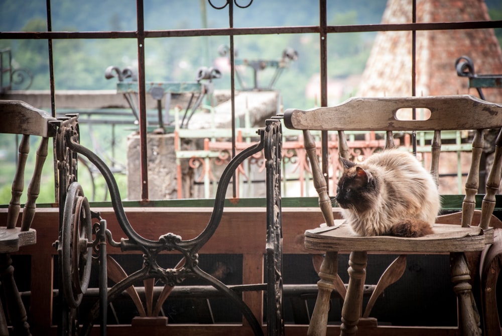 short-fur brown dog lying on brown wooden chairs