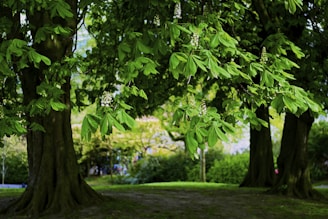 A serene nature scene featuring lush greenery and soft sunlight filtering through leaves.