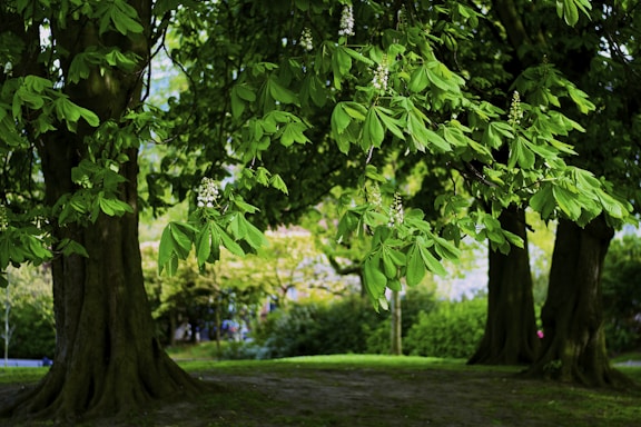 A serene nature scene featuring lush greenery and soft sunlight filtering through leaves.