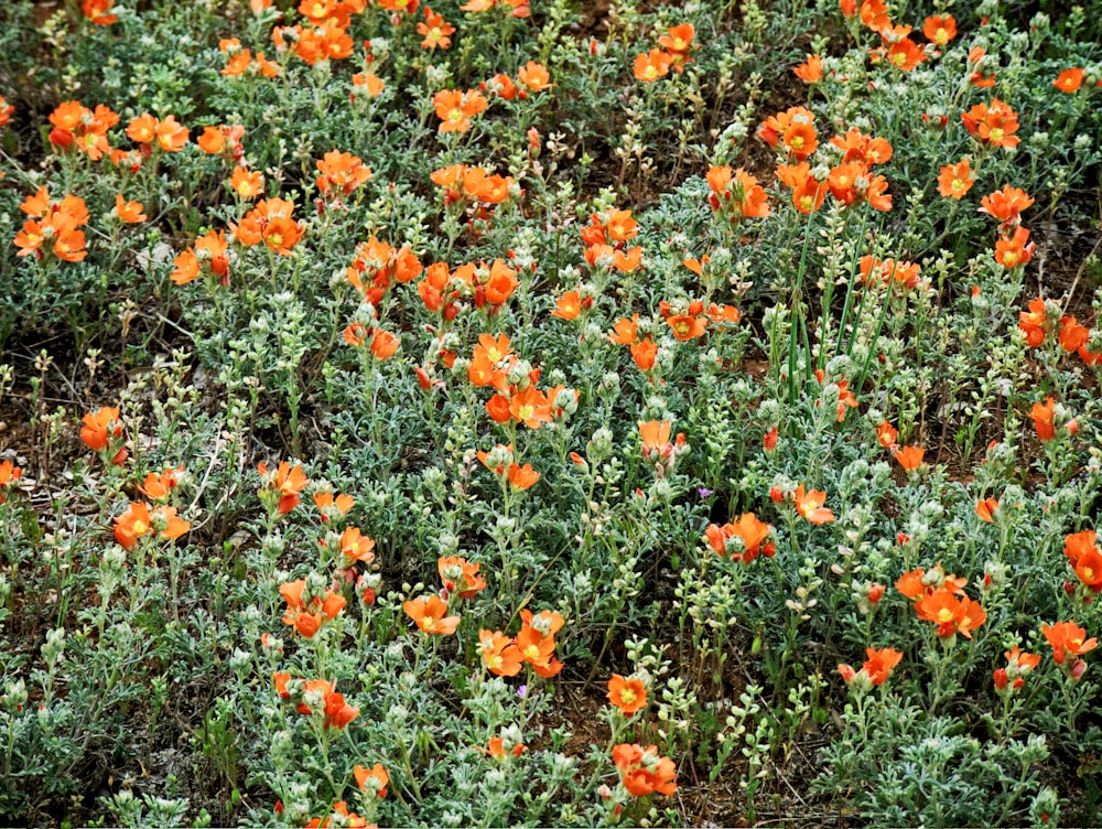 orange flowers lot