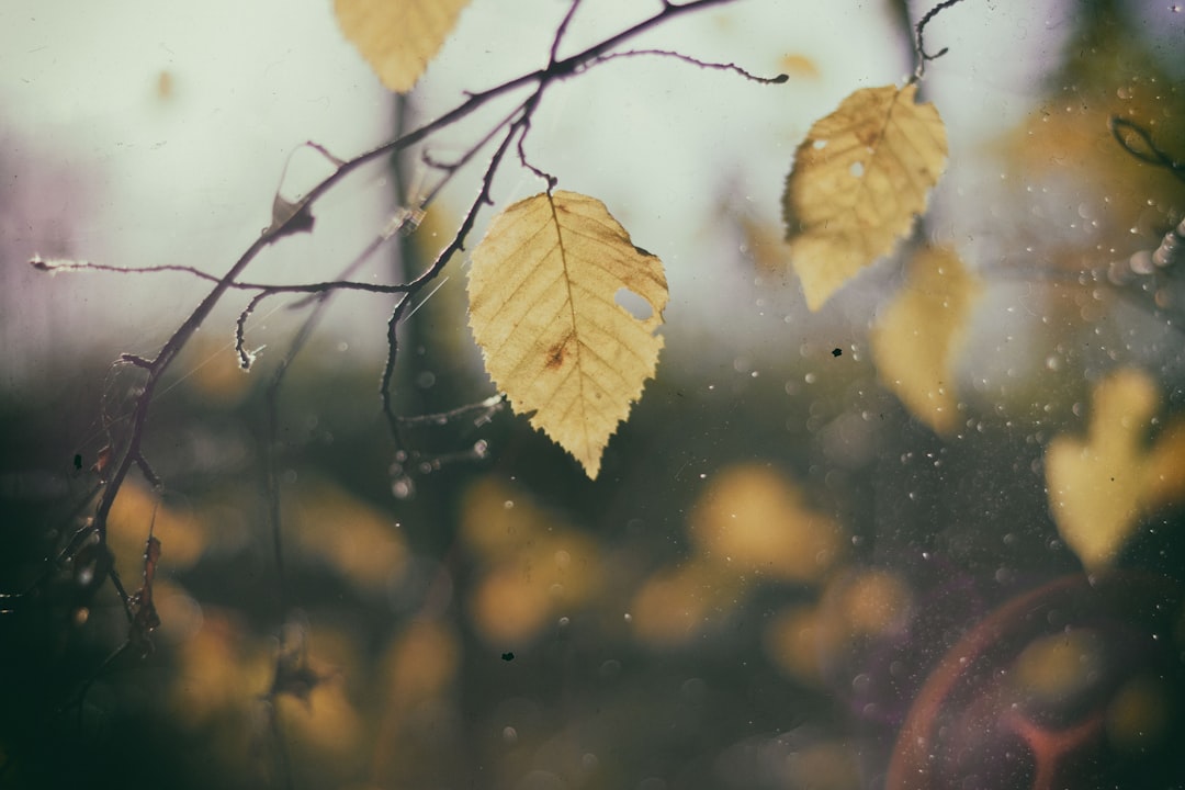 close up photography of brown leaves