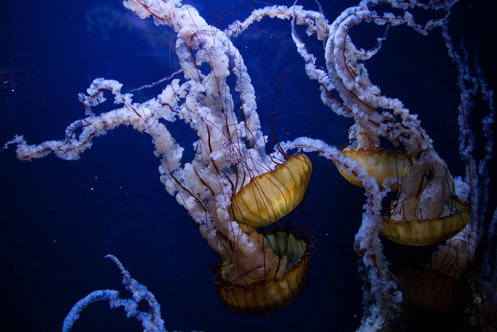 Criaturas do Mar Branco