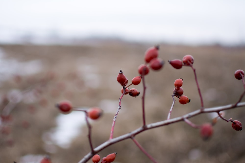 red fruits