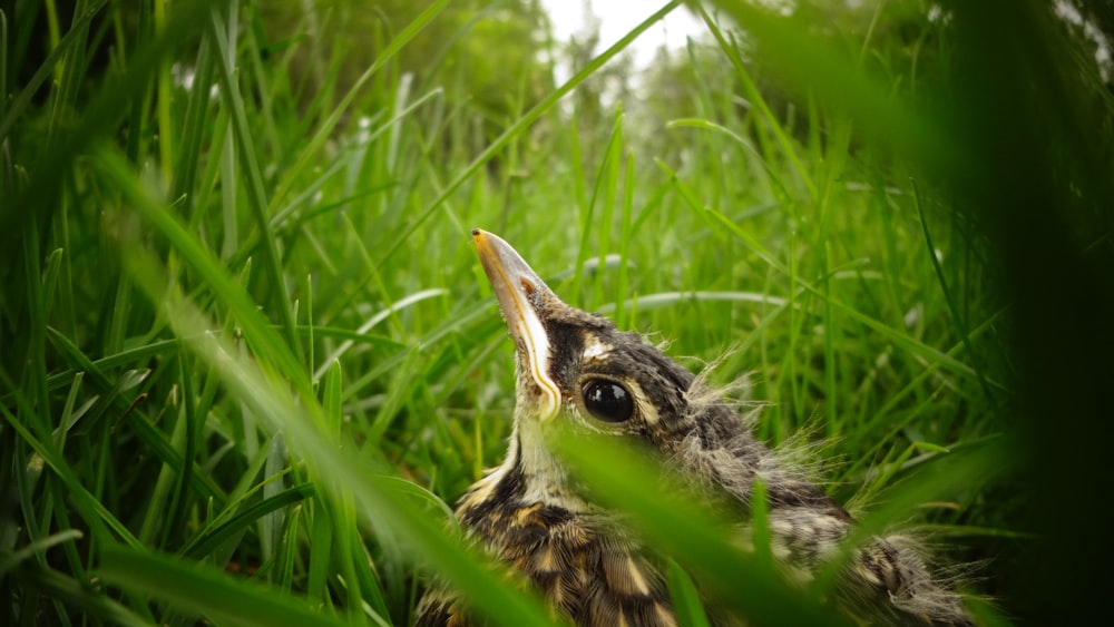 Nahaufnahme eines grauen Vogels auf grünem Gras bei Tag