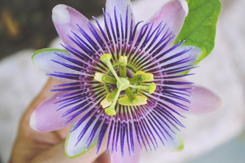 Nahaufnahme einer lila blättrigen Blume