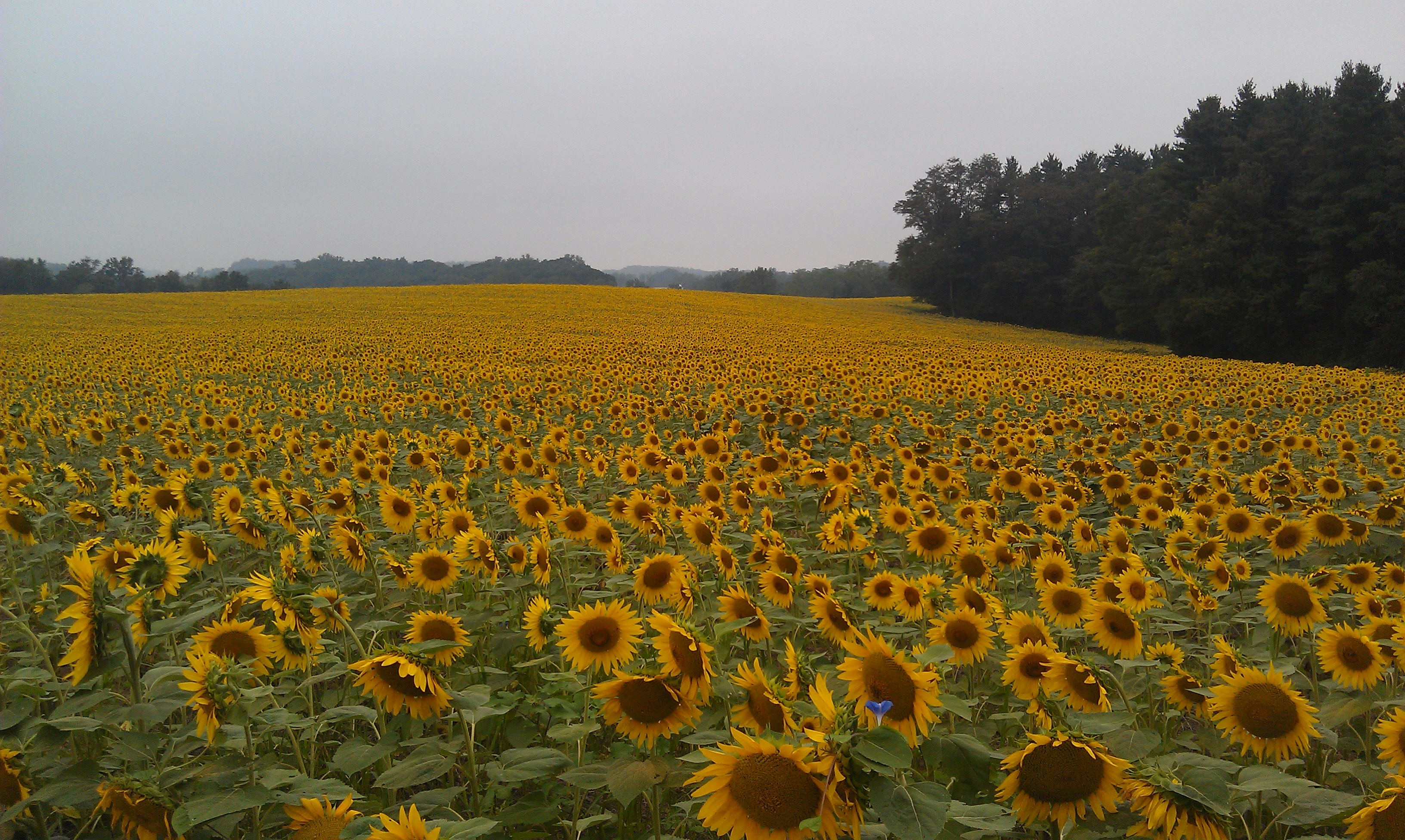 Free Unsplash photo from Kirby Crider