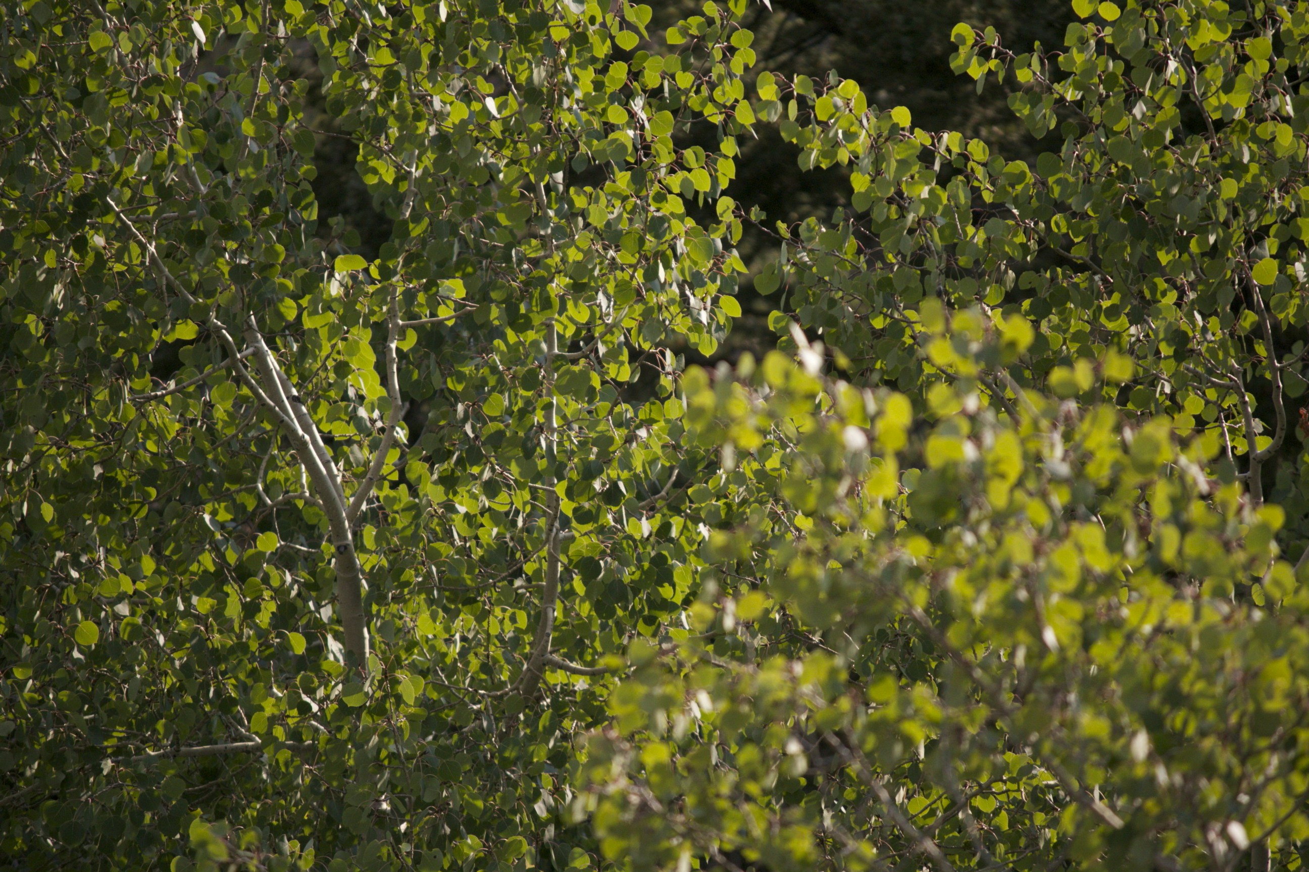 Free Unsplash photo from Tyler Smith