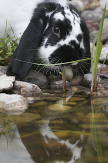 Gentle watercolor of a rabbit with mirrored eyes reflecting a quiet meadow.