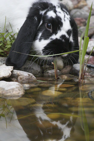 Gentle watercolor of a rabbit with mirrored eyes reflecting a quiet meadow.