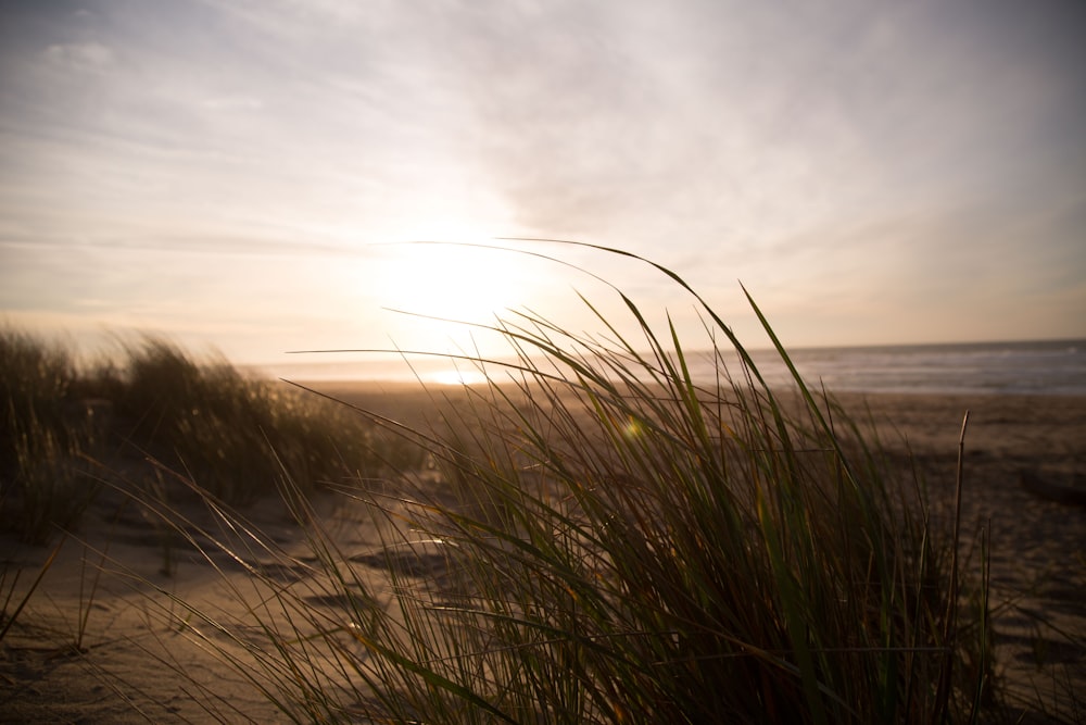 grass near seashore at daytime