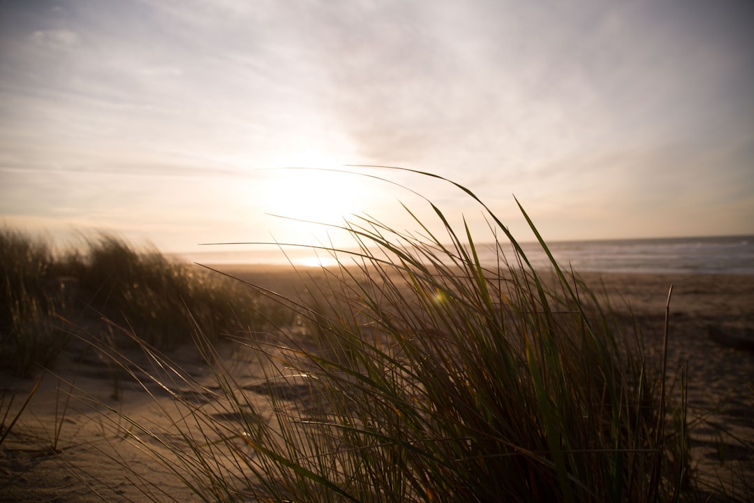 grass near seashore at daytime