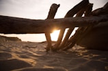 Sunlight filtering through frosted sea glass shards arranged on a driftwood surface.