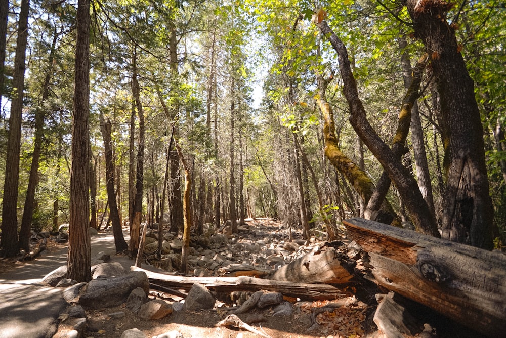 trees in forest during daytime