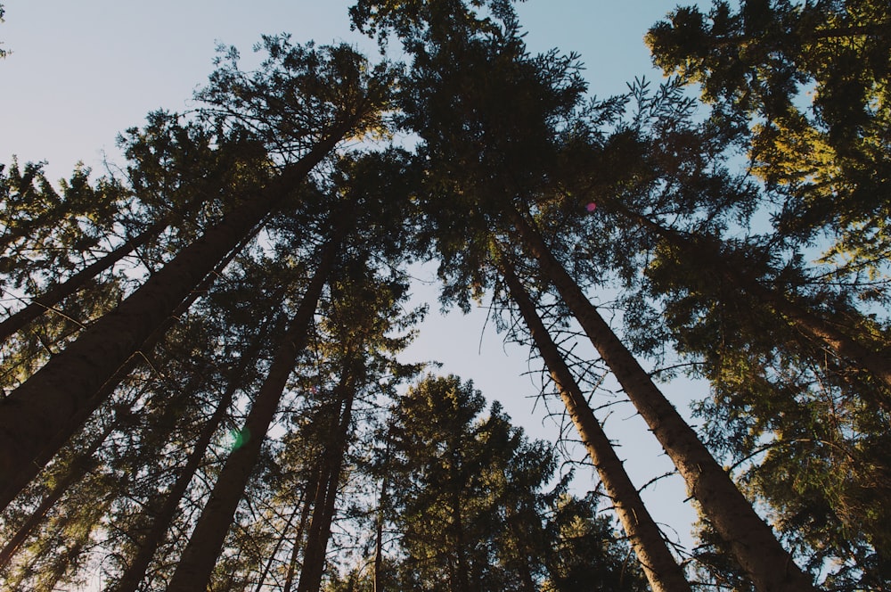 low angle photo of forest trees under blue sky