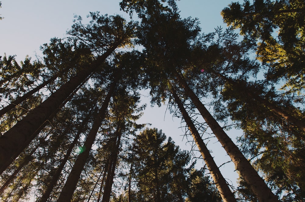 青空の下の森の木々のローアングル写真