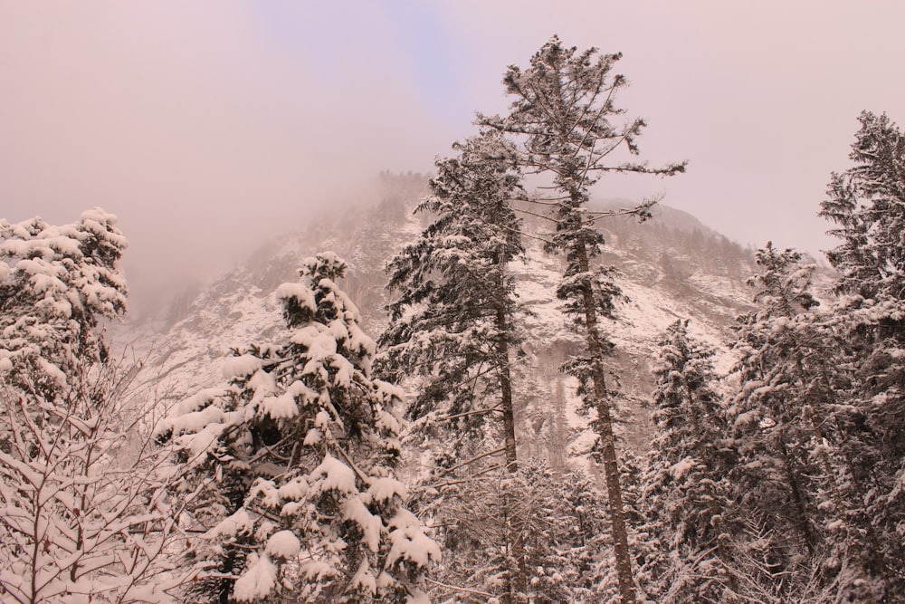 nieve en el árbol verde