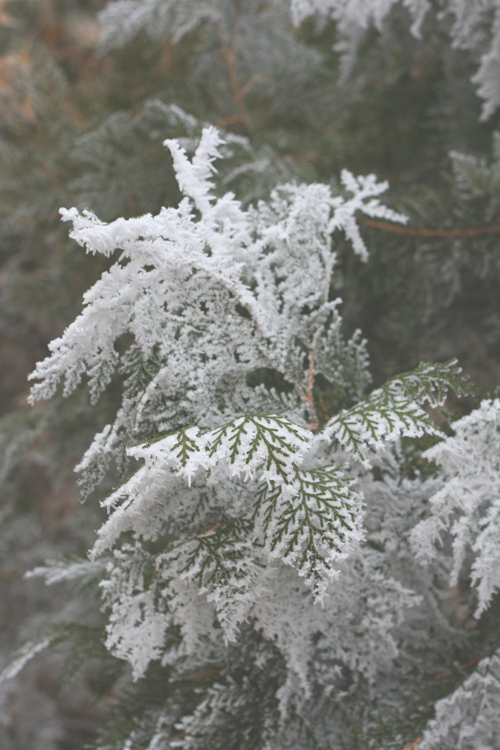 雪に覆われた松の木