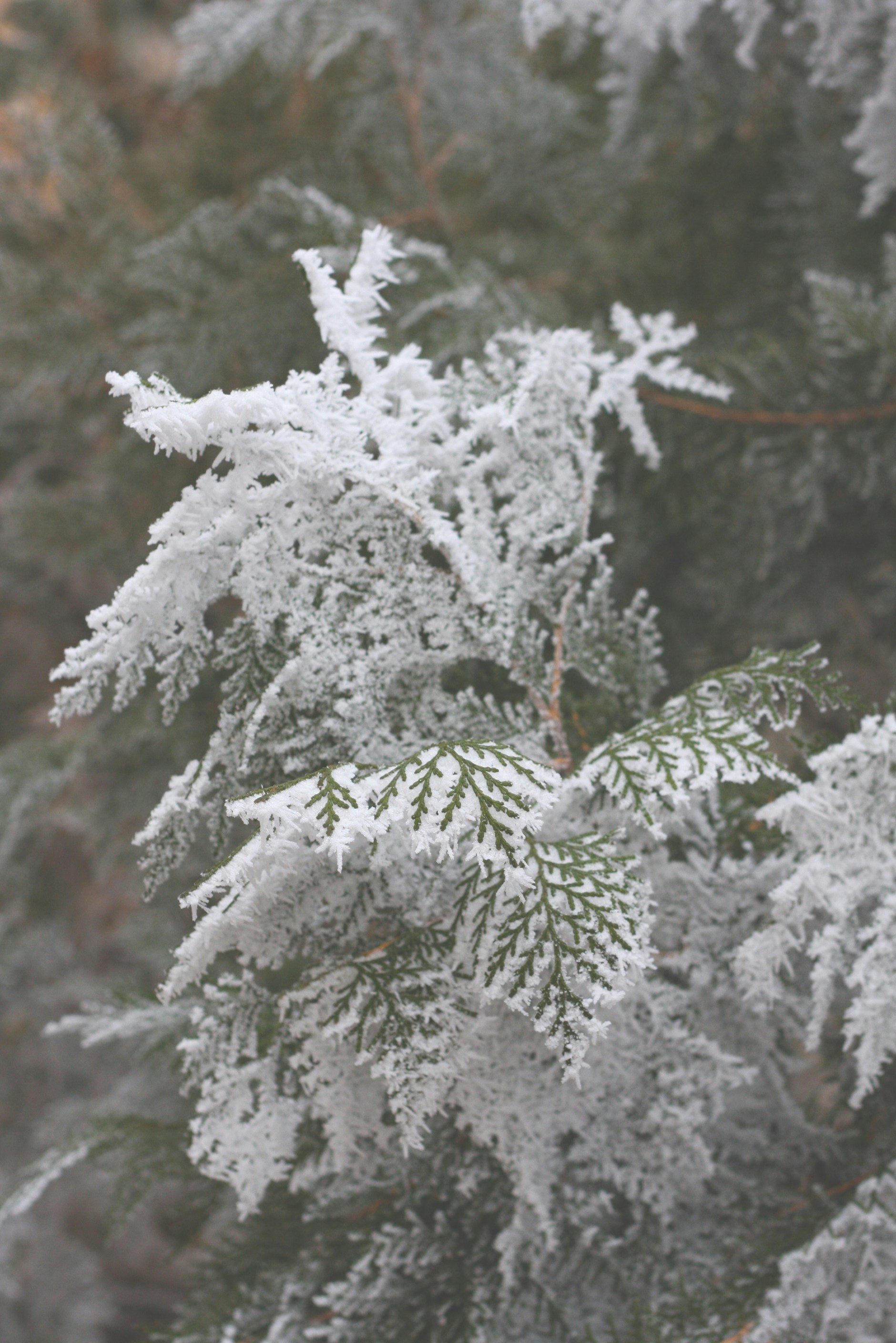Snow covered fir leaf