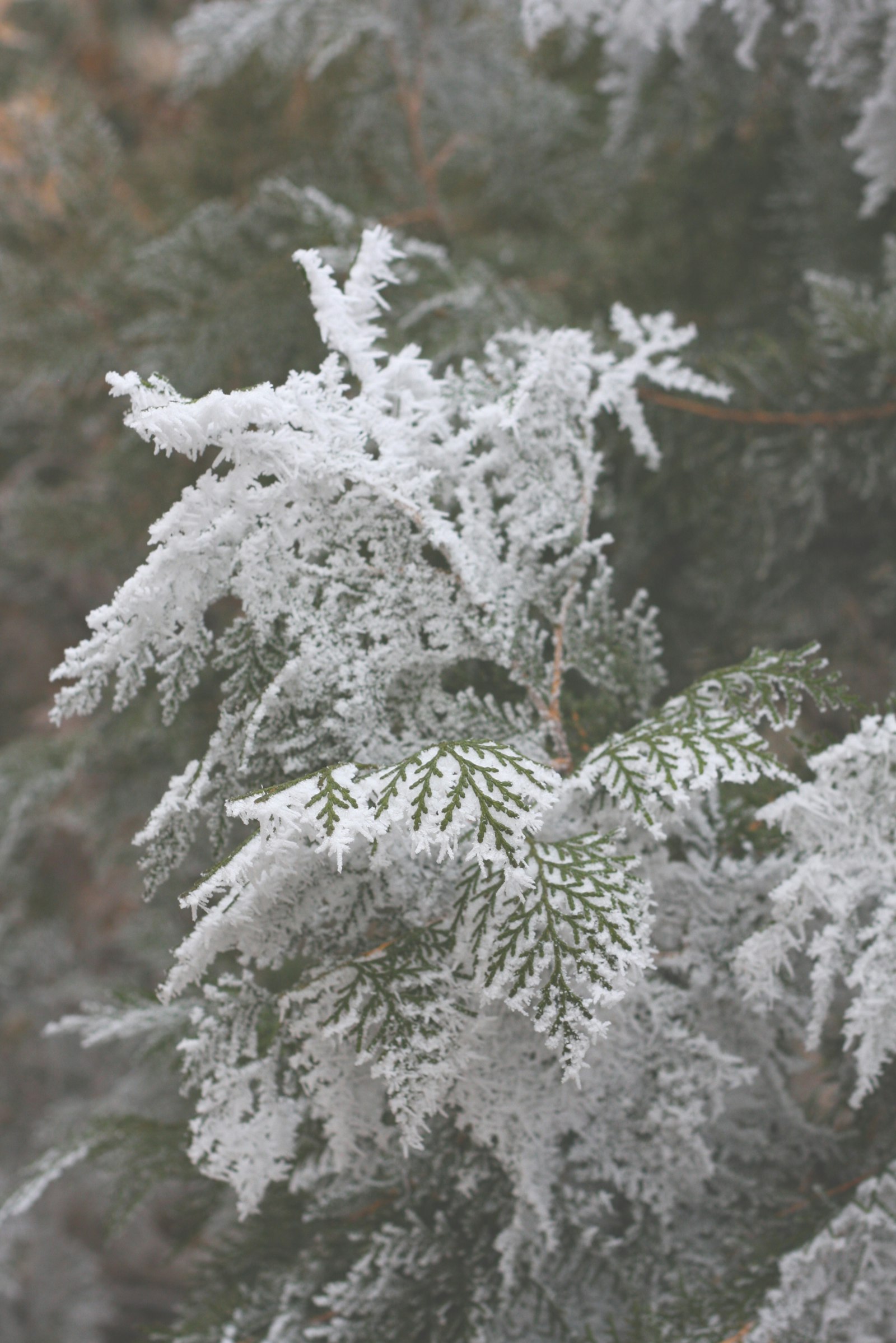 Canon EOS 40D + Canon EF 50mm F1.8 II sample photo. Pine tree covered with photography