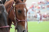 A close-up of a chestnut horse wearing a bridle on a grassy field. The background is blurred, featuring a crowd in an outdoor setting, possibly a stadium or arena.