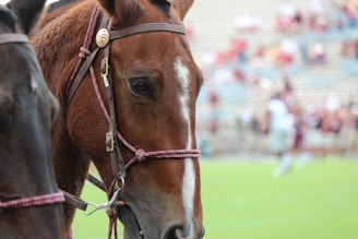 A close-up of a chestnut horse wearing a bridle on a grassy field. The background is blurred, featuring a crowd in an outdoor setting, possibly a stadium or arena.