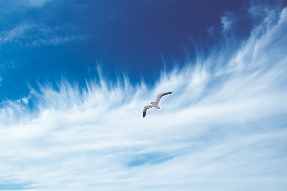 bird flying on sky