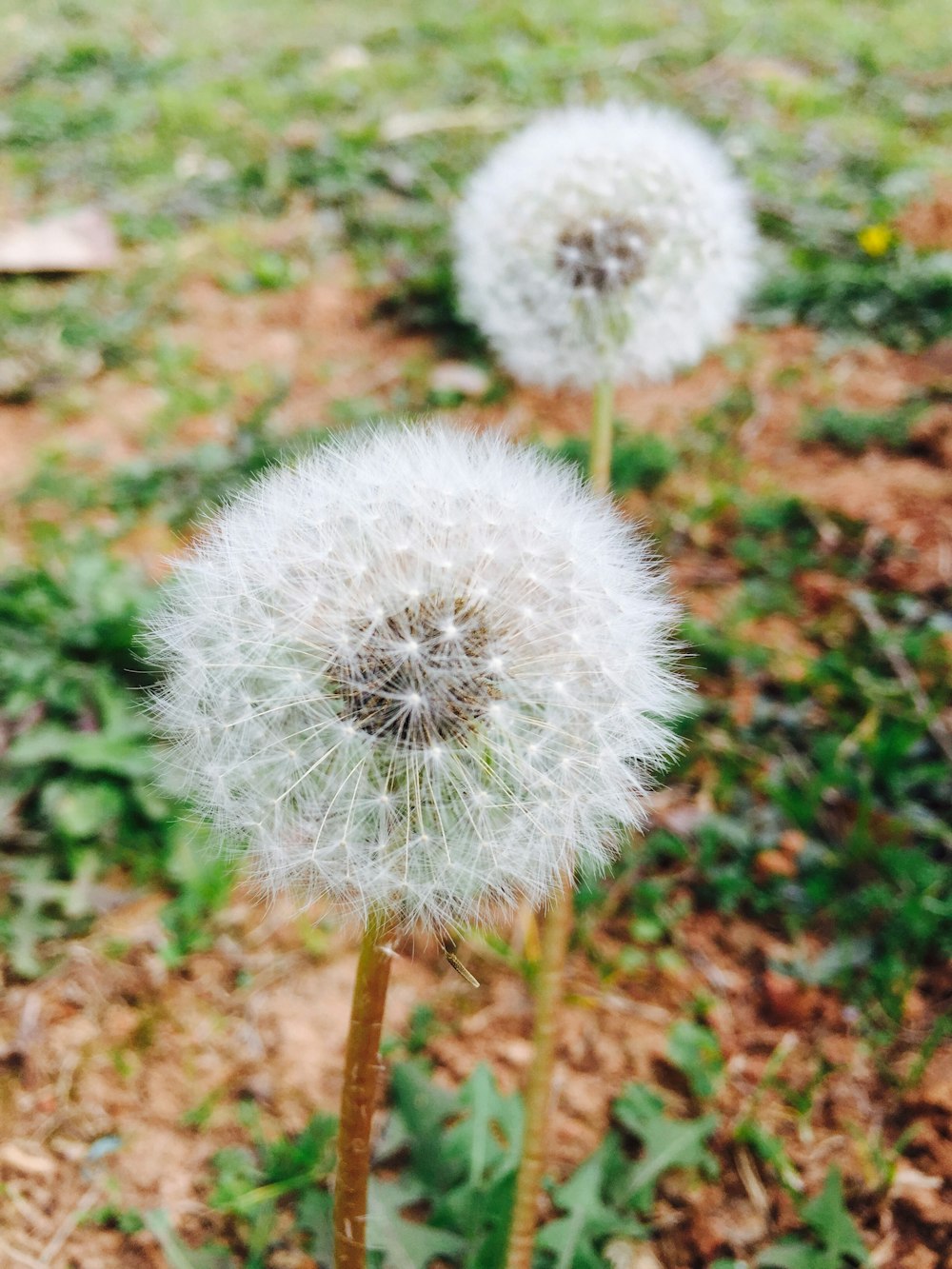 two white flowers photo