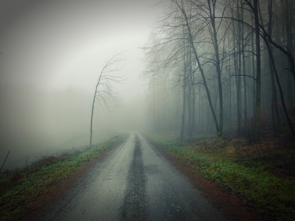 gray road beside bare trees during fog
