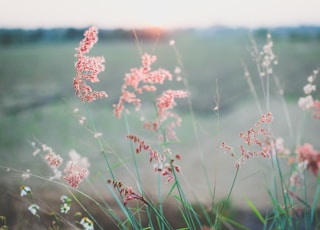 selective focus photo of pink petaled flowers