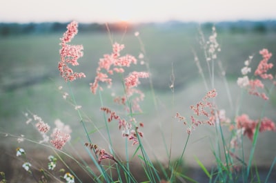 selective focus photo of pink petaled flowers pink teams background