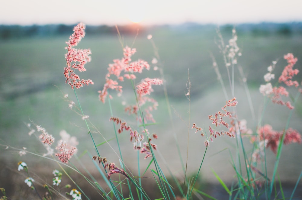 Foto a fuoco selettiva di fiori dai petali rosa